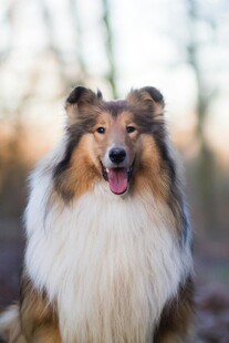 可爱长毛牧羊犬户外特写