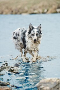 边牧在浅水中欢快奔跑