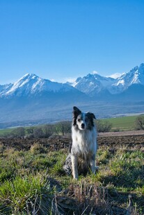 牧羊犬于雪山前草地眺望