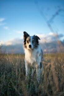 田野中的可爱边境牧羊犬
