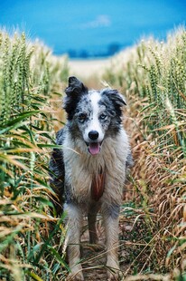麦田中的边牧犬