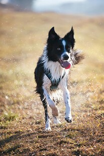 黑白犬草地欢快奔跑