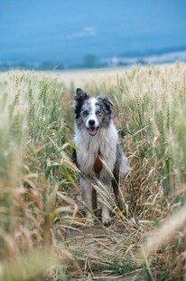 田野中的可爱边牧犬
