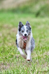 奔跑的边牧犬