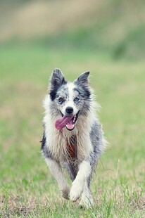 奔跑的边牧犬