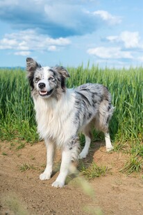 站在草地的边牧犬