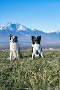 草原双犬伴雪山美景