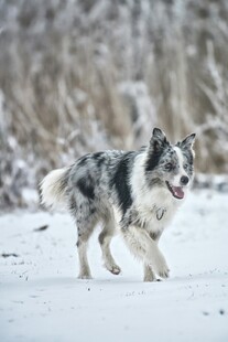 雪地中奔跑的边牧犬