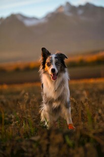 田野间奔跑的澳洲牧羊犬