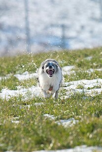 雪地中奔跑的可爱小狗