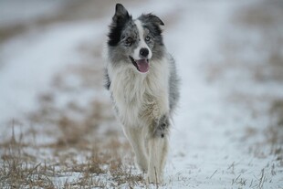 雪地中奔跑的边牧犬