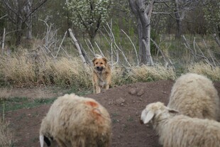 牧羊犬守护羊群于野外