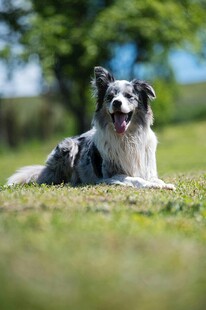 草地休憩的喜乐蒂牧羊犬
