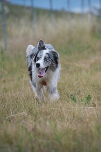奔跑的边牧犬