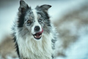 雪地中的可爱边牧犬