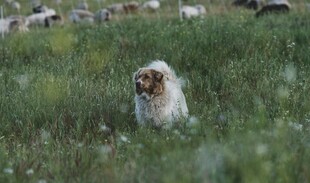 草原上的牧羊犬