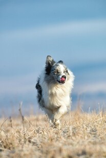 奔跑的喜乐蒂牧羊犬