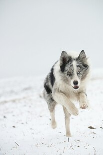 雪地中奔跑的边境牧羊犬