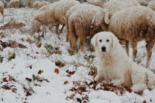 雪地中牧羊的可爱白犬