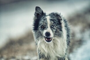 雪地中的边牧犬
