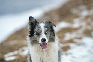 雪地中的边牧犬