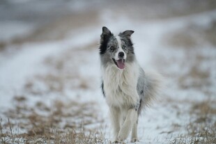 雪地中的边境牧羊犬