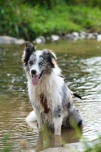 溪边的澳洲牧羊犬