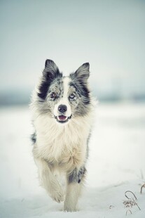 雪地中奔跑的可爱牧羊犬