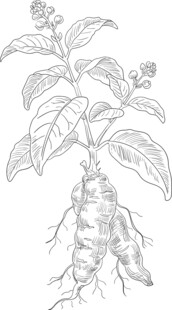 何首乌植株手绘图