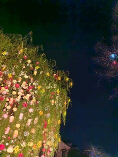 夜间绚烂花墙景观