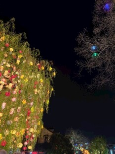 夜晚彩灯装饰的美丽树木