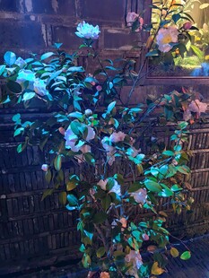 梦幻绿植景观