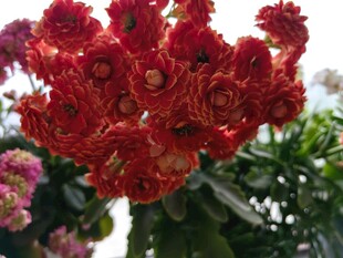 鲜艳红色花朵绽放