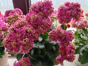 娇艳绣球花绽放