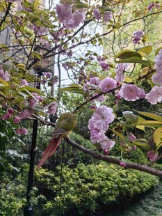 春日烂漫樱花树景