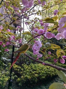 春日烂漫盛开的粉紫色花朵