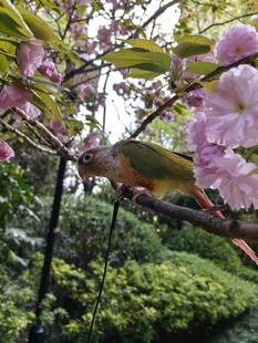 枝头彩鸟赏烂漫繁花