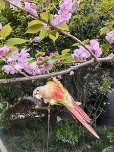 樱花枝上的多彩鹦鹉