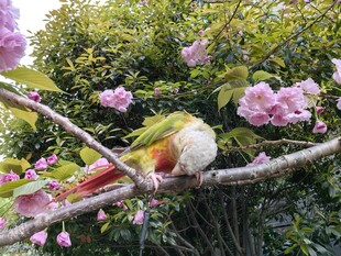 枝头彩鸟伴繁花