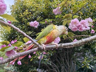 彩鹦鹉栖于繁花枝头