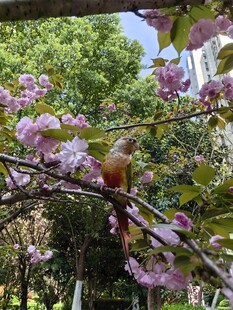 枝头小鸟与烂漫繁花