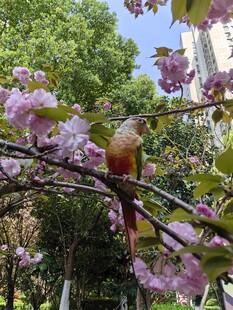 樱花枝上的灵动小鸟
