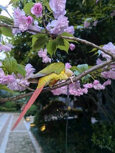 枝头鹦鹉赏烂漫繁花