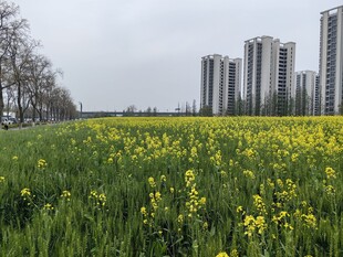 城市边的油菜花海