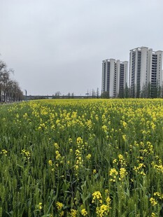 城市边的油菜花海