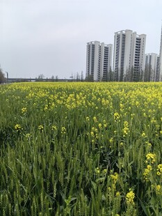 城市边的油菜麦田美景