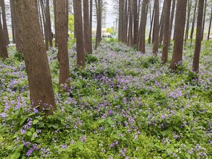 林间紫花绽放的静谧美景