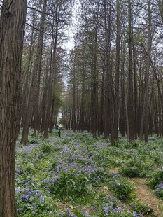 林间蓝花绽放的静谧美景