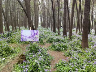 林间紫色花卉绽放美景