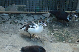 围栏中的几只鸭子